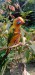 Sunkonur 6 Month Yellow dominant Very Good Quality (Urgent )
